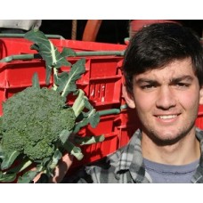  SPRAY FREE BROCCOLI MEDIUM Each - KATIKATI Grown